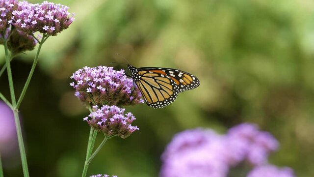 Monarch butterfly feeding on nectar of purple verbena flower. Macro shot.