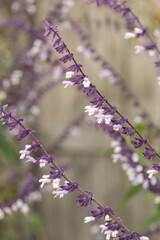 Obraz premium Close up of waverly sage salvia flowers in bloom