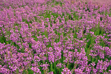 Obraz premium Fresh Heather flowers close up as Background top view