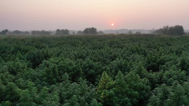 Drone aerial shot of cannabis hemp farm field with big plants at sunrise sunset 
