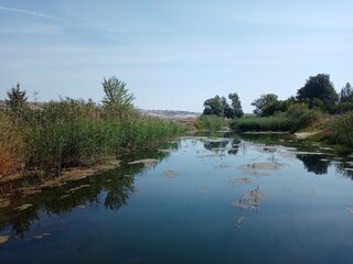 reflection of trees in the water