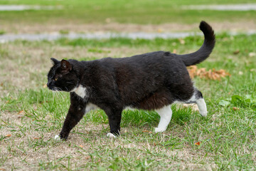 A black cat with white spots walks on the green grass