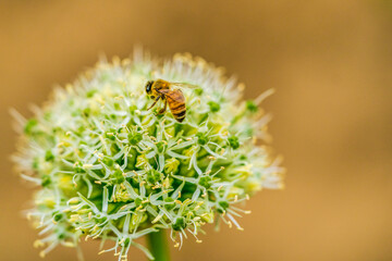 bee on a flower