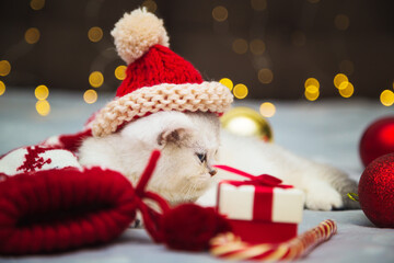 White British kitten in a santa hat lying on a blanket.