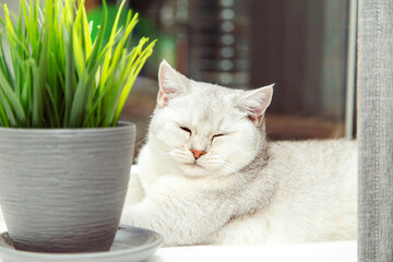 British shorthaired silver cat lies on the windowsill.