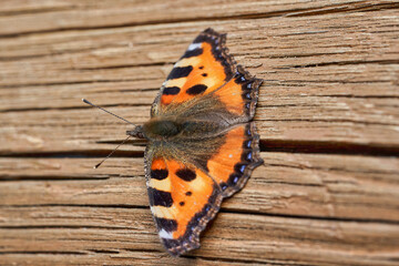 Orange butterfly with open wings on a wooden background