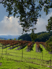 Naklejka premium vertical landscape of autumn vineyards in the countryside