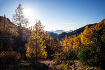 Beautiful golden larches in mountains at fall season.