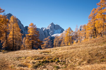 Beautiful golden larches in mountains at fall season.