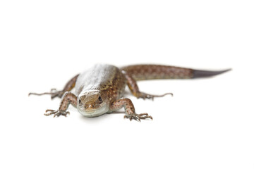 Small lizard isolated on a white background.