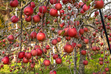 長野県たわわに実る林檎の実