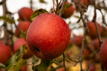 長野県たわわに実る林檎の実