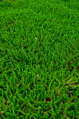 Fresh Heather flowers close up as Background top view