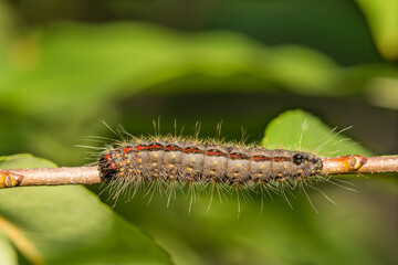 Cherry Dagger Caterpillar (Acronicta hasta)