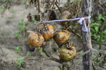 rotten tomatoes. Sick tomatoes with mold. Hang on the bush