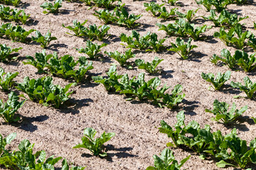 cultivation of sugar beet for the production