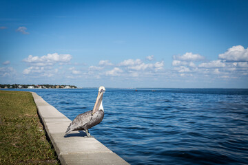 A brown Pelican resting on a concrete wall near by an ocean