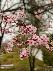 Pink cherry blossom in spring