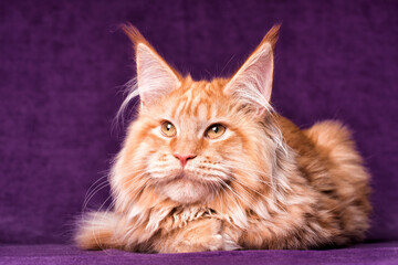A red maine coon kitten on purple background.