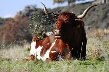 vaca con rama en los cuernos