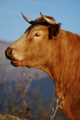 cow on a pasture
