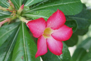 温室に咲く赤い花のアデニウム・オベスム