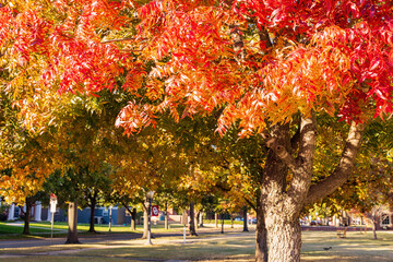 Beautiful fall color view of the campus of Univeristy of Oklahoma