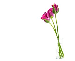 Beautifull Viridiflora tulip named Pimpernel, in a glass vase, isolated on white