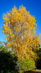 White Birch tree with bright yellow leaves against a blue sky