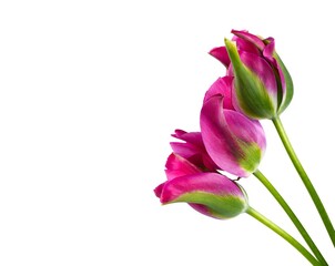 Beautifull Viridiflora tulip named Pimpernel, isolated on white