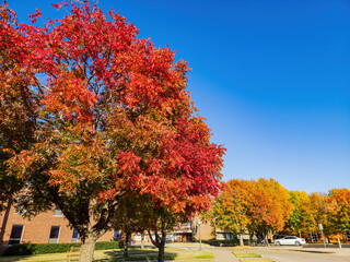 Beautiful fall color view of the campus of Univeristy of Oklahoma - obrazy, fototapety, plakaty