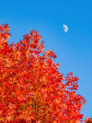 Beautiful fall color view of the campus of Univeristy of Oklahoma
