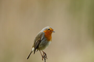 A beautiful, perching European Robin.