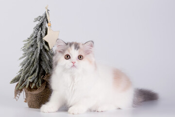 Cute fluffy kitten of British breed near a toy Christmas tree isolated on a white studio background. New year concept, beautiful Christmas cat.