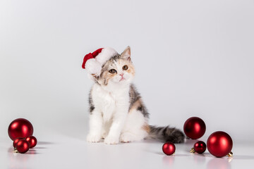Fototapeta na wymiar Cute fluffy kitten in santa hat sits next to red christmas balls isolated on white background. New year concept, funny Christmas cats.