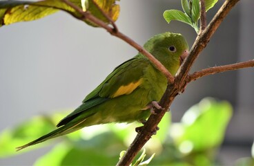 periquito-de-encontro-amarelo