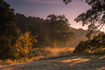 Lonely oak tree in the field during sunrise
