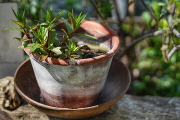 Flowerpot with fresh green on wood