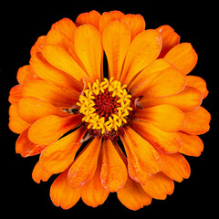Orange flower of zinnia, isolated on black background