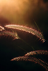 Fountain grass field at sunset