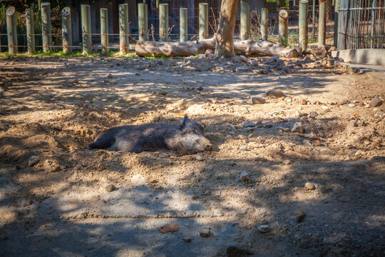 Wild pigs in zoo. Madrid, Spain. Picture taken – 26 September 2021.
