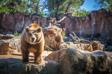 Naklejka na ściany i meble Grizzly bear in Madrid zoo, Spain. Picture taken – 26 September 2021.