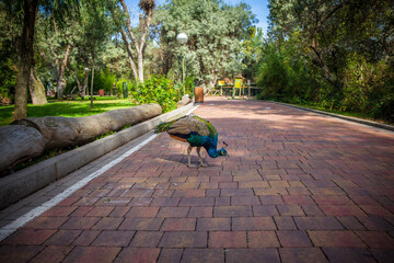 Peacock in Madrid zoo, Spain. Picture taken – 26 September 2021.