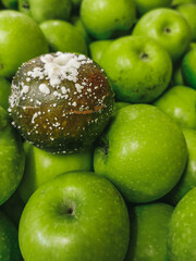 A box of green apples with one rotten black with white mold
