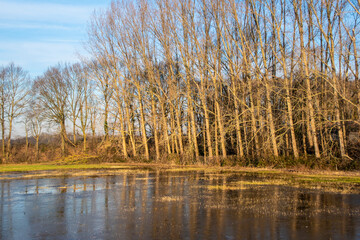 Swampland with big trees in the winter under an evening sky. Winter landscape in the Netherlands.