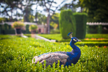 Peacock in a public park, (Retiro Park), Madrid. Picture taken – 26 September 2021.