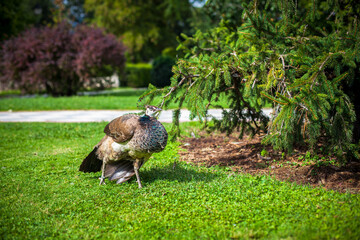 Peacock in a public park, (Retiro Park), Madrid. Picture taken – 26 September 2021.