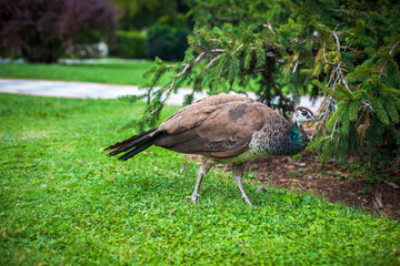 Peacock in a public park, (Retiro Park), Madrid. Picture taken – 26 September 2021.