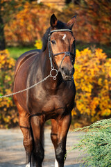  portrait of sportive warmblood horse posing against stable in beautiful garden. autumn time