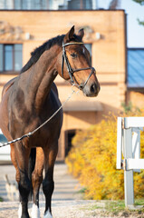 portrait of sportive warmblood horse at stable background. fall season